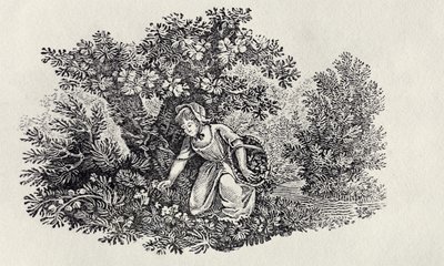 Uma menina que recolhe flores da "história dos pássaros e quadrúpedes britânicos" de Thomas Bewick