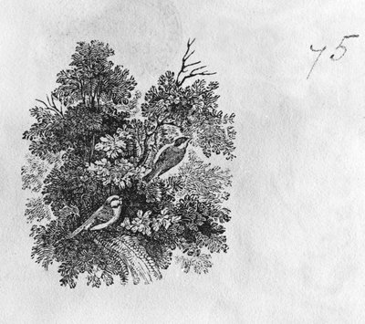 Chapim-azul (Parus caeruleus) e Chapim-real (Parus major) da &39;História dos Pássaros Britânicos&39; Volume I, pub. 1797 (gravura em madeira) de Thomas Bewick