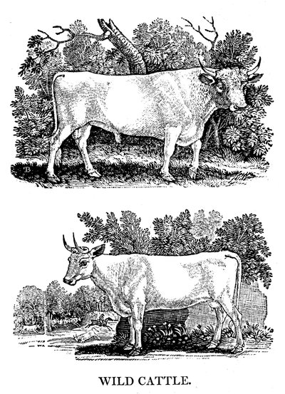 Gado britânico selvagem ou de parque, 1790 de Thomas Bewick