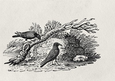 Corvos (Corvus corone corone) da "História do Volume I das Aves Britânicas", pub. 1797 (gravura em madeira) de Thomas Bewick