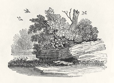 Fox escapando de "A História Geral dos Quadrúpedes", publicada em 1790 (gravura em madeira) de Thomas Bewick