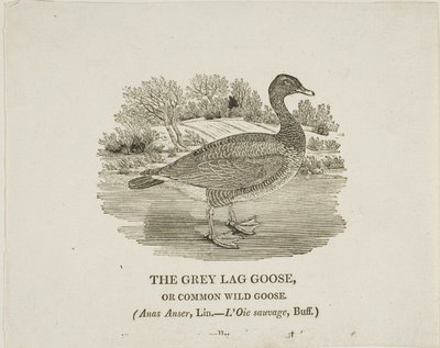 Ganso cinzento Lag Goose de Thomas Bewick