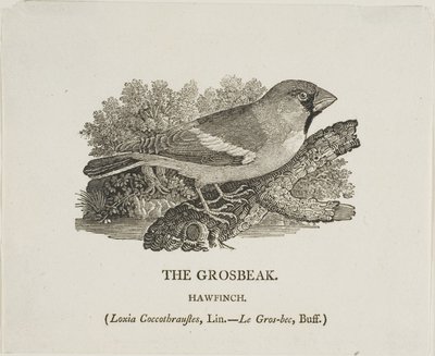 Bico-grosso de Thomas Bewick