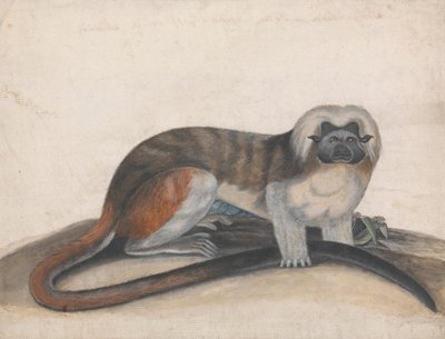 Estudo para "The Pinche or Red Tailed Monkey" (anteriormente o Cottenhead Marmoset) de Thomas Bewick
