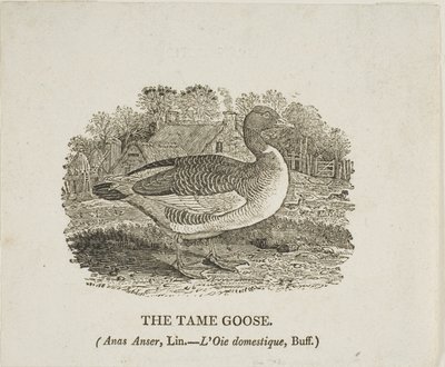 Ganso domesticado de Thomas Bewick