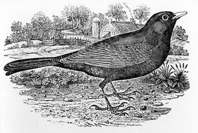 O Blackbird, ilustração de "A History of British Birds", de Thomas Bewick, publicado pela primeira vez em 1797 de Thomas Bewick