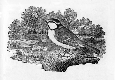 The Blue Titmouse, ilustração de &39;A History of British Birds&39;, de Thomas Bewick, publicado pela primeira vez em 1797 de Thomas Bewick