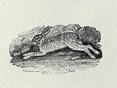 A lebre da "História dos pássaros e quadrúpedes britânicos" de Thomas Bewick