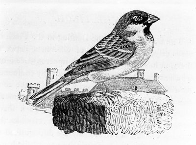 The House Sparrow, ilustração de &39;Uma História dos Pássaros Britânicos&39;, de Thomas Bewick, publicado pela primeira vez em 1797 de Thomas Bewick