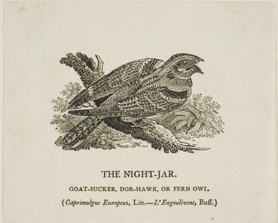 A jarra nocturna de Thomas Bewick