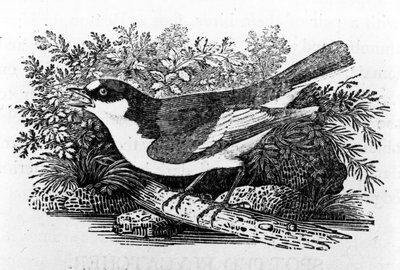 O Flycatcher Pied, ilustração de "A History of British Birds" por Thomas Bewick, publicado pela primeira vez em 1797 de Thomas Bewick