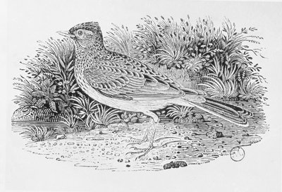 O Skylark (Alauda arvensis) da "História dos Pássaros Britânicos" Volume I, pub. 1797 (gravura em madeira) de Thomas Bewick