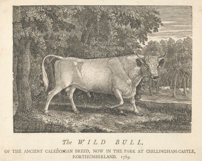 O Touro Selvagem, da Raça Caledónia Antiga, Agora no Parque, em Chillingham-Castle, Northumberland. de Thomas Bewick