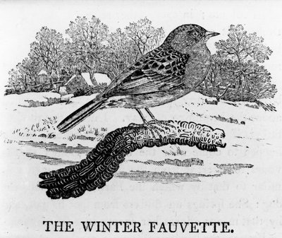 The Winter Fauvette, ilustração de "A História dos Pássaros Britânicos", de Thomas Bewick, publicado pela primeira vez em 1797 de Thomas Bewick