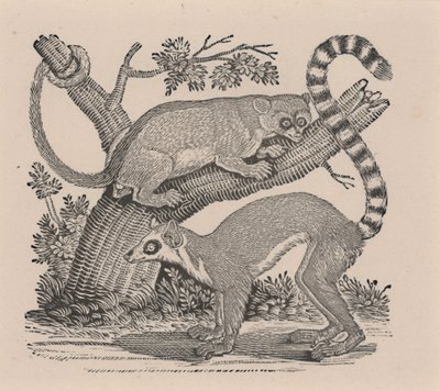 Dois Lêmures, da "História Geral dos Quadrúpedes" de Thomas Bewick