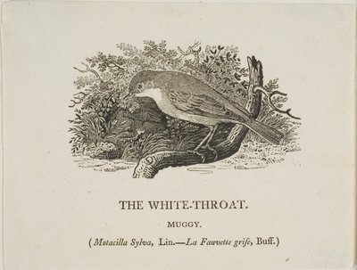 Garganta Branca (Pássaro) de Thomas Bewick