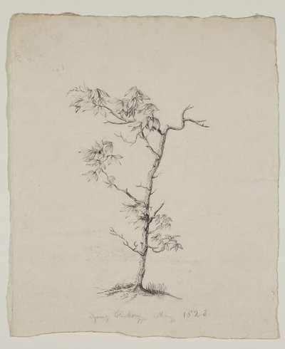 Nogueira jovem de Thomas Cole