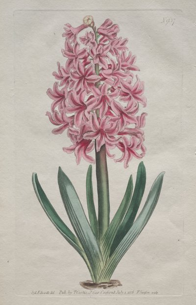 A Revista Botânica ou Jardim de Flores Exibido: Jardim Jacinto de Thomas Curtis