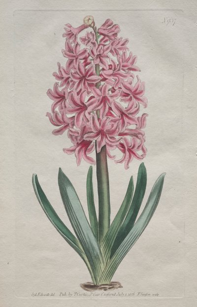 A Revista Botânica ou Jardim das Flores Exibida: Garden Hyacinth, 1806. de Thomas Curtis