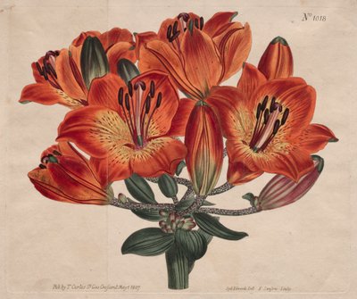 A Revista Botânica ou Jardim de Flores Exibido: Lírio-laranja com umbela-floração de Thomas Curtis