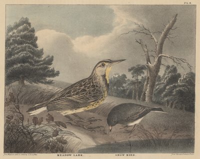 Meadow Lark e Snow Bird, de "O Gabinete de História Natural de Doughty e Esportes Rurais Americanos", Vol. I, 1830 de Thomas Doughty