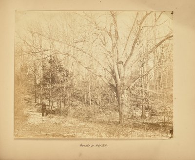 Bosques no inverno de Thomas E. Jevons