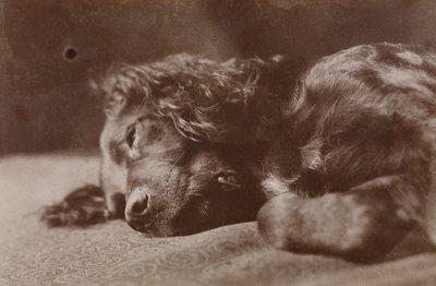 Boyce, retrato de um cão setter de Thomas Eakins
