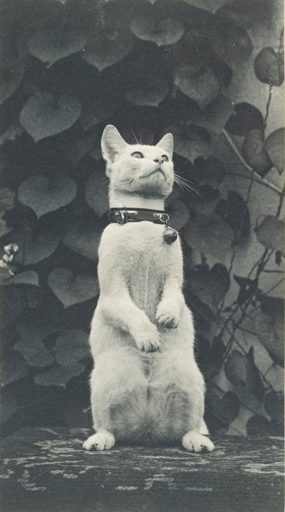 Gato no Eakins