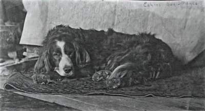 O cão de Eakins Harry, c. 1880-1890. de Thomas Eakins