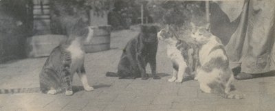 Quatro gatos, ca. 1895. de Thomas Eakins