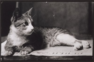 O gato da Sra. Thomas Eakins de Thomas Eakins