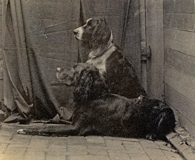 Thomas Eakins Dogs, 1884 de Thomas Eakins