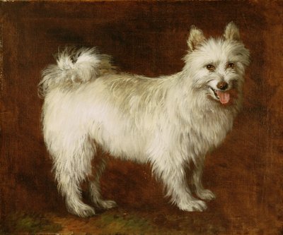 Spitz Dog, c.1760-70 (óleo sobre tela) de Thomas Gainsborough