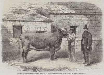 Duquesa do capitão Gunter 77º, primeiro prêmio vaca no show da Royal Agricultural Society em Leeds de Thomas Harrington Wilson