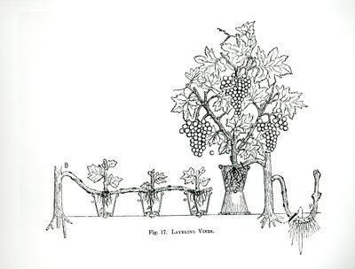 Layering vines, de "The Art and Craft of Garden Making" de Thomas Mawson, publicado em 1900 (gravura) (foto a p/b) de Thomas Hayton Mawson