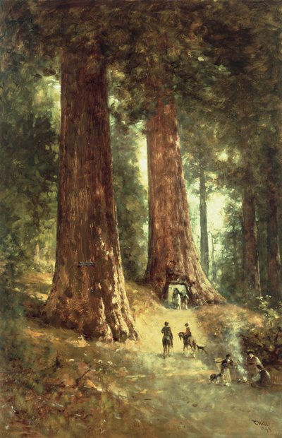 Nos Redwoods, 1899 de Thomas Hill