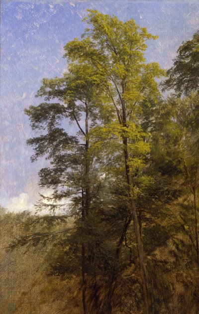 Tree Study, Catskill Clove, N.Y. de Thomas Hiram Hotchkiss