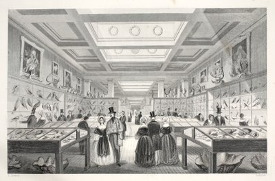 Museu Britânico, Galeria Zoológica, do pub &39;London Interiors with their Costumes and Ceremonies&39;. Joseph Mead, Londres, c.1843 (gravura em aço) de Thomas Hosmer Shepherd