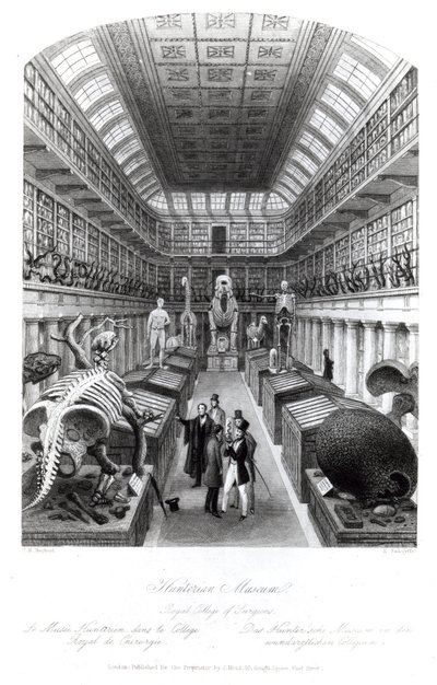 O Hunterian Museum, ilustração para &39;London Interiors&39;, gravado por Edward Radclyffe, c.1840s de Thomas Hosmer Shepherd