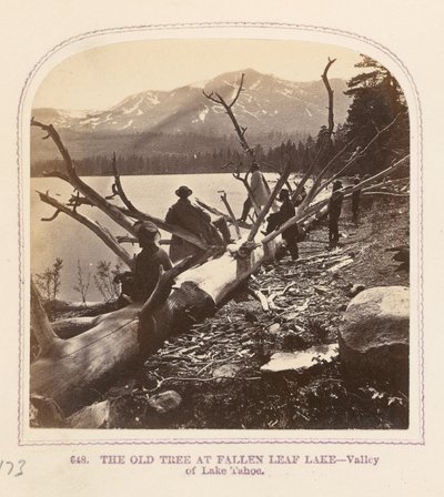 A velha árvore no lago Fallen Leaf de Thomas Houseworth