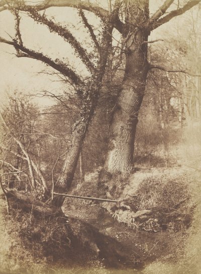 Árvores, 1854-57. de Thomas Keith