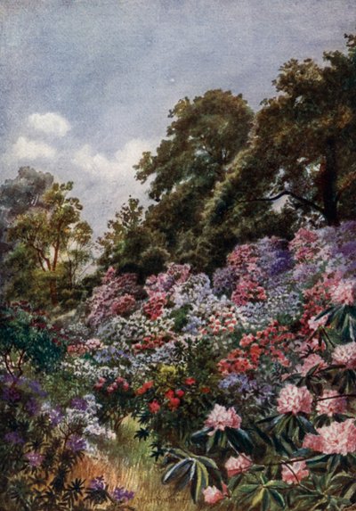 Kew Gardens: O Rhododendron Dell (cor litho) de Thomas Mower Martin