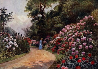 Kew Gardens: O passeio Rhododendron (cor litho) de Thomas Mower Martin