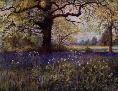 Kew Gardens: Jacintos selvagens (cor litho) de Thomas Mower Martin