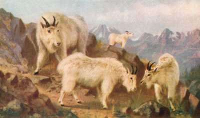Alimentação das cabras da montanha (litografia a cores) de Thomas Mower Martin