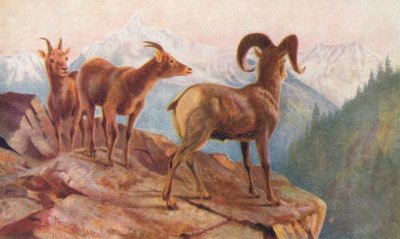 Ovelhas da montanha em casa (litografia a cores) de Thomas Mower Martin