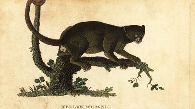Kinkajou, Potos flavus. , 1800 (gravura) de Thomas Pennant