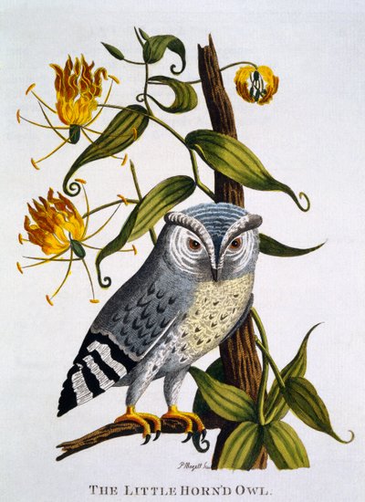 Little Horned Owl, de &39;Indian Zoology&39;, publicado em 1790 de Thomas Pennant