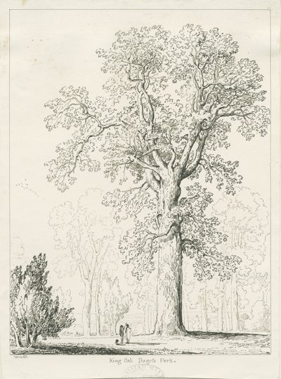 Blithfield - King Oak: desenho a caneta e tinta de Thomas Peploe Wood