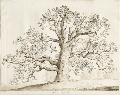Blithfield - Squitch Oak: caneta e lavagem, 1837 de Thomas Peploe Wood